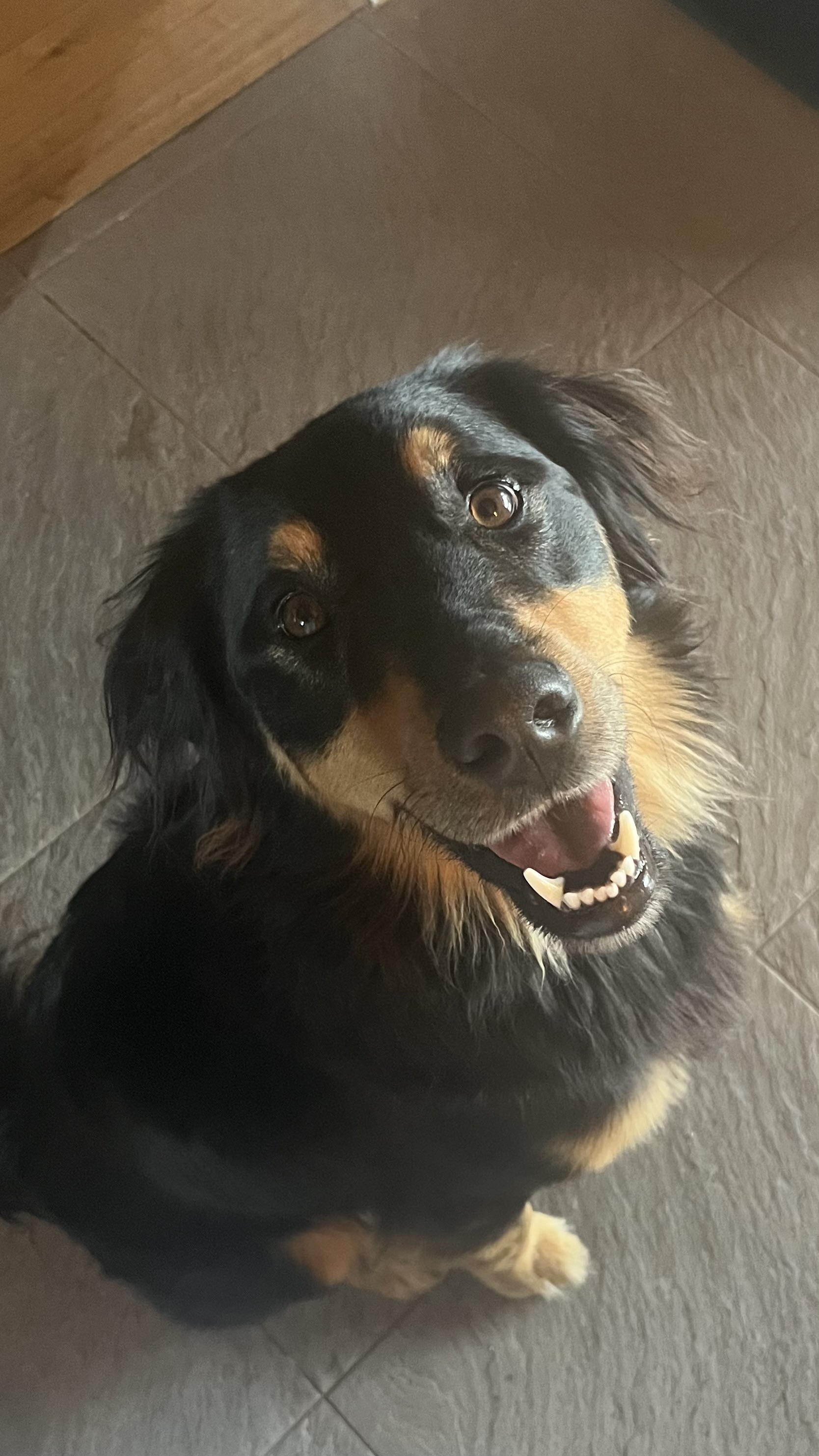 Faire piquer un chien