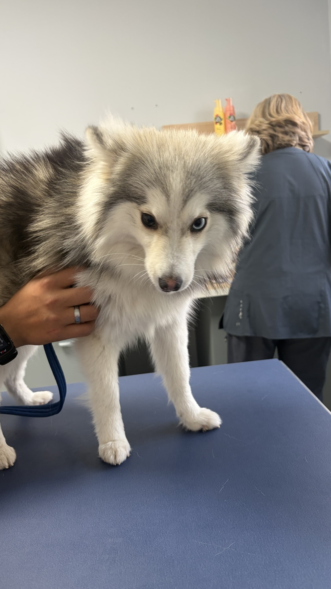 Doit on faire castrer son chien ?