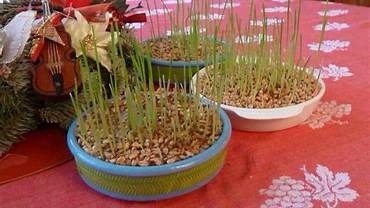 Faire pousser des lentilles à la Saint Barbe