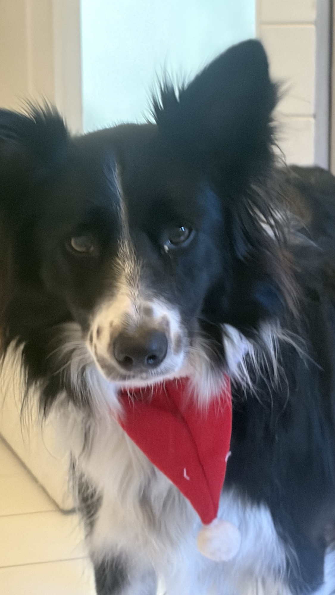 Le border collie, une vraie boule d’énergie