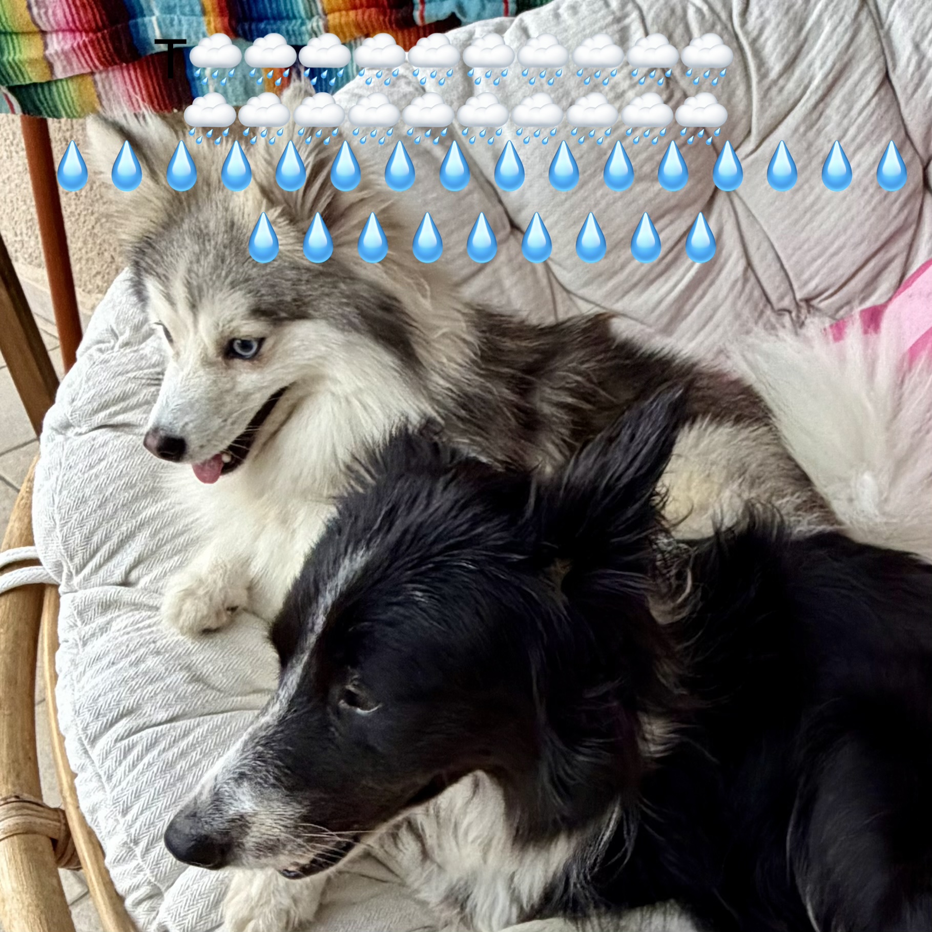 « Un temps de chien »… mais pourquoi donc ? 🌧️⛈️💧🐶🐕
